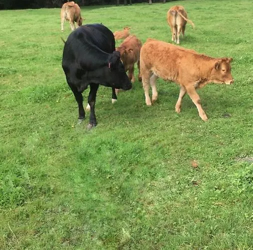 Casa Amalia - En El Corazon De Cantabria!! 比利亚卡列多